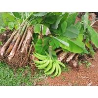 ราคา หน่อกล้วยงาช้าง plantains tree 250฿ (6166538340)