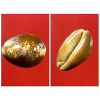 ราคา เบี้ยแก้เก่าไม่ทราบที่ เป็นเบี้ยเปลือยตัวเบี้ยตรงตามตำรา (10094781589)