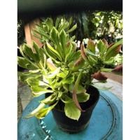 ราคา ต้นว่านพญานาคราชด่าง (23474971250)