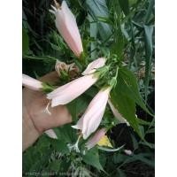 ราคา ขายต้นชบาหนูสีชมพูอ่อน ชบาหลอด ,ชบาร่ม ไม้โบราณหายากกระถาง6นิ้วต้นชำแข็งแรงพร้อมปลูก เสียหายจากขนสงเคลมฟรีค่ะ (26219544706)