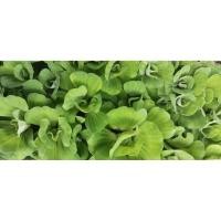 ราคา ไม้น้ำ จอกแหน แหนแดง แหนเป็ด จอกกุหลาบ (41163710135)