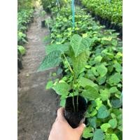 ราคา ต้นผักสาบ หรือผักอีนูน ชำกิ่ง (ชุด 3 ต้น) (29761373780)