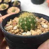ราคา ✨ดาวล้อมเดือน✨ Echinopsis calochlora Cactus (4426738769)