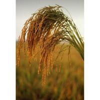 ราคา รวงข้าวแห้ง (ขั้นต่ำ3กำรวมได้)รวงข้าวอบแห้ง รวงข้าวย้อมสี หญ้าแห้ง หญ้าย้อม สีดอกไม้แห้ง รวงข้าวแห้ง มีหลายแบบหลายสี (26218571469)