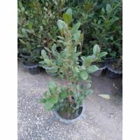 ราคา ต้นลำแพน ไม้น้ำหายากเหมาะปลูกประดับสวน สวยๆสูงประมาณ 40 ซม ขึ้นไปต้นสวยแข็งแรงเสียหายจากการขนส่งเคลมฟรีค่ะ (25169848886)