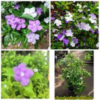 ราคา (ขาย ต้นพันธุ์) ต้น ดอก พุด3สี ไม้ดอกหอม พุดสามสี พุด เบนซ์ (7661692422)