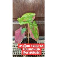 ราคา ต้นบอนสีนางไหม1200บาท (12622460590)