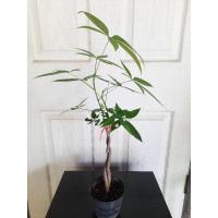 ราคา ต้นศุภโชคไม้มงคลต้น2ต้นเกลียว (24091602301)