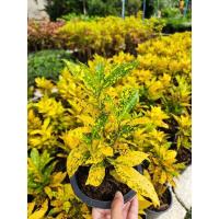 ราคา ต้นโกสนใบขนุน โกสนใบส้ม พร้อมกระถาง 5-6 นิ้ว (22913472754)