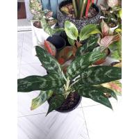 ราคา เขียวหมื่นปี ไม้มงคลไม้ฟอกอากาศ (11258897355)