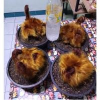 ราคา ว่านลูกไก่ทองหัวใหญ่ๆ ขนาดหัวประมาณ 4 - 4.5 นิ้ว กระถาง 7.5 นิ้ว ส่งพร้อมกระถางตามรูป ว่านมงคล โชคลาภ เมตตาค้าขาย (7612553339)