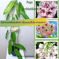 ราคา Hoya Archboldiana โฮย่าดอกฟอร์มใหญ่ยักษ์ กลิ่นหอม ส่งต้นไม่ติดดอก ต้นไม้แขวนประดับหายาก ไม้สะสม นำเข้า (22569812606)