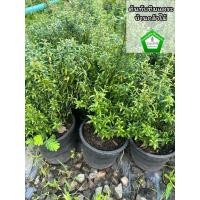 ราคา ต้นทับทิมแคระ ต้นแข็งแรง ระหว่างขนส่งสินค้าเสียหาย ทางร้านรับผิดชอบทุกรณีจ้า (25519358211)