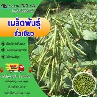 ราคา 200 เมล็ดเมล็ดพันธุ์ถั่วเขียวเมล็ดถั่วเขียว ถั่วเขียว อัตตราการงอกสูงปลูกง่าย ปลูกไว้ทานกินเอง (29985865896)