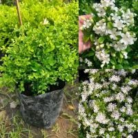 ราคา ต้นแก้วแคระพวงมณี ดอกช่อใหญ่และดกมาก หอมฟุ้งตลอดวัน (42855498707)