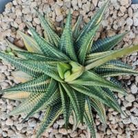 ราคา Haworthia limifolia ม้าเวียนด่างไม้หน่อด่างสวยๆ แคคตัส (14845683733)