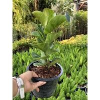 ราคา ต้นไทรใบสักแคระ(เพาะเมล็ด) #ต้นไทรใบสัก #ไทรใบสัก #ต้นไม้ฟอกอากาศ #ต้นไม้ฟอกอากาศในห้องนอน (7827934978)