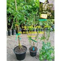 ราคา ต้น บลูเบอรี่ Blueberry สายพันธุ์ H6 ต้นเพาะเนื้อเยื่อ อายุต้น 3 ปี+ สูง 30-60 ซ.ม. (43901769175)