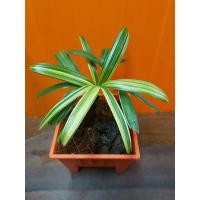 ราคา ต้นจั๋งด่าง แคระพร้อมกระถาง พลาสติก( พันธุ์แคระ)แคระ (5759923442)