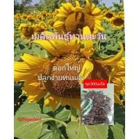ราคา ขายส่ง300เมล็ด(เมล็ดพันธุ์ทานตะวัน) ดอกใหญ่สวยงาม ทนแล้ง ให้ผลผลิตสูง (3335143155)