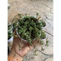 ราคา Sedum Rubrotinctum Redberry Jelly bean Plant คุณนายตื่นญี่ปุ่น ไม้อวบน้ำ กุหลาบหิน ส่งพร้อมกระถาง 4 นิ้ว (8178885841)