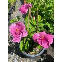 ราคา ต้นชบาดอกสีม่วง#กระถาง 10-11 นิ้ว (29287787688)