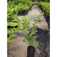 ราคา ต้นกัลปพฤกษ์ คูณชมพู เพาะเมล็ด (20215586027)