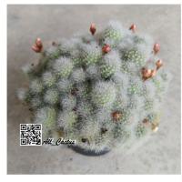 ราคา Rebutia albiflora cactus กระบองเพชร รีบูเทีย แคคตัส ดอกสีขาว อมชมพู ชมพูอ่อน ต้น 350฿ ขนาดกอ 15 cm. (1140787195)