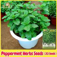 ราคา เมล็ดพันธุ์ สะระแหน่ เมล็ดสะระแหน่ 20 เมล็ด Bonsai Peppermint Seeds Edible Mint Plant Herbs Seeds เมล็ดดอกไม้ พืชไล่ยุง (26682513775)