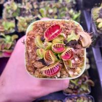 ราคา New กาบหอยแครง Trichterfalle,Schuppenstiel (18079861655)