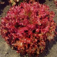ราคา เมล็ดพันธุ์เรดคอรัลสลัด100เมล็ด เรดคอรัล (Red Coral Lettuce) (27108286181)
