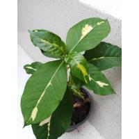 ราคา นาคดำ/สามกษัตริย์/เงิน/ทอง/นาค (10293951932)