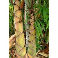 ราคา เมล็ดพันธ์ไผ่ซางหม่น (27459925819)