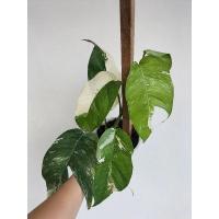 ราคา อิพิด่างขาว ลายด่างสวย (23603768754)