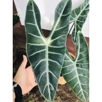 ราคา ต้นว่านพญางูจงอาง (8664820842)