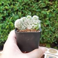 ราคา ... คามิเน่ คริส. (7432521171)