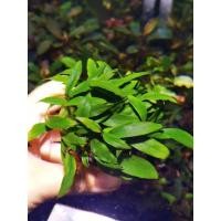 ราคา ((ส่งจริง))​Anubias​ Jalapeno 600​ ใบน้ำ​ 100% ได้ไปทั้งพ๊อตเลยครับ​((ส่งไว))​ (12350575055)