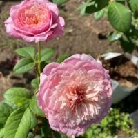 ราคา กุหลาบ Constance หอมอ่อนๆดอกสวยมีเสน่มากๆ (7036255611)