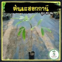 ราคา ต้นมะฮอกกานี กล้ามะฮอกกานี เพาะเมล็ด สูงประมาณ 40 ซม. สินค้าเสียหายรับเคลมจ้า (21522721655)