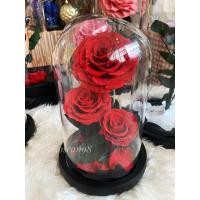 ราคา กุหลาบอมตะ กุหลาบในโหลแก้ว L3ดอก (25340525558)