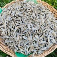 ราคา ปลากระตักฉีก ตัดหัว ตากเเห้ง ปลาจิ้งจั้ง ปลาฉิ้งฉั้ง อาหารทะเเปรรูป (16188217151)