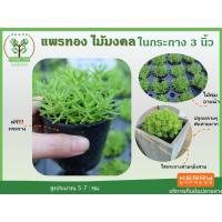 ราคา ต้นแพรทอง ในกระถาง ขนาด3นิ้ว ไม้มงคล พร้อมกระถางฟรี ต้นสูง 5-7 ซม. สามารถตั้งโต๊ะทำงานได้ (9115903855)