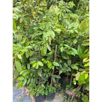 ราคา ต้นรวงผึ้ง พร้อมปลูก เกิดการเสียหาย รับผิดชอบทุกกรณี (25613473105)