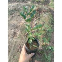 ราคา ต้นแก้วเจ้าจอม 6 ใบ แบบถุงดำ (22447540700)