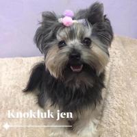 ราคา กิ๊บแต่งขนสุนัขพันธุ์เล็ก (ยอร์คเชียร์ มอลทีส ชิสุ )กิ๊บหมา กิ๊ฟหมา กิ๊ฟสุนัขขนยาว รูปปอมปอมม่วง (5871853184)