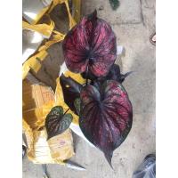 ราคา บอนสีราชินีใบไม้ คล้ายชินบัญชร (12003979526)