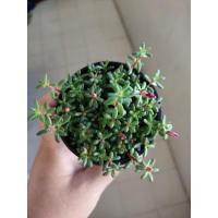 ราคา แพรทับทิม คุณนายตื่นสายญี่ปุ่น (10933169540)