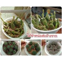 ราคา แบ่งขาย ต้นกระบองเพชร เด็ดหน่อ, ล้างราก แมมเม็ดพริก, หูกระต่าย, แมมกล้วยหอม (22704684369)