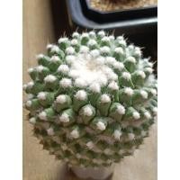 ราคา แมม"ฮาเนียน่า" ต้นใหญ่/หัวปุยขาวๆ/สวยมาก (42859681853)