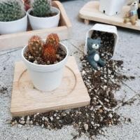ราคา Mammillaria elongataแมมนิ้วทอง (4115150)